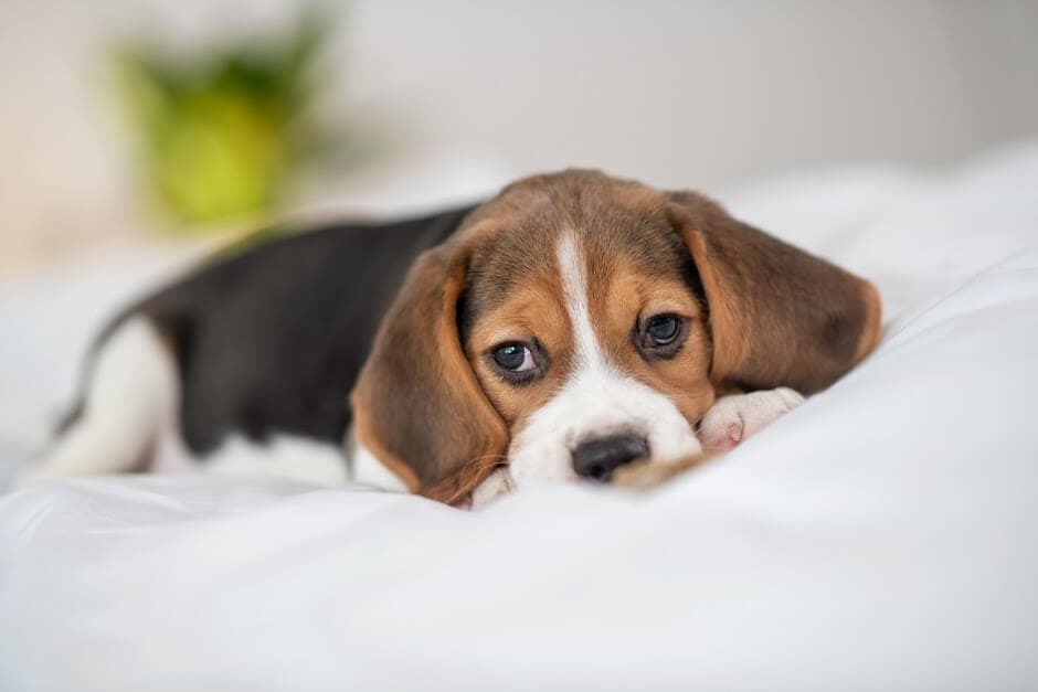 Cachorro com diarreia: como ajudar o pet!