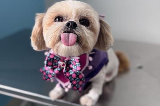 Carnaval Pet: cuidados essenciais para curtir a folia