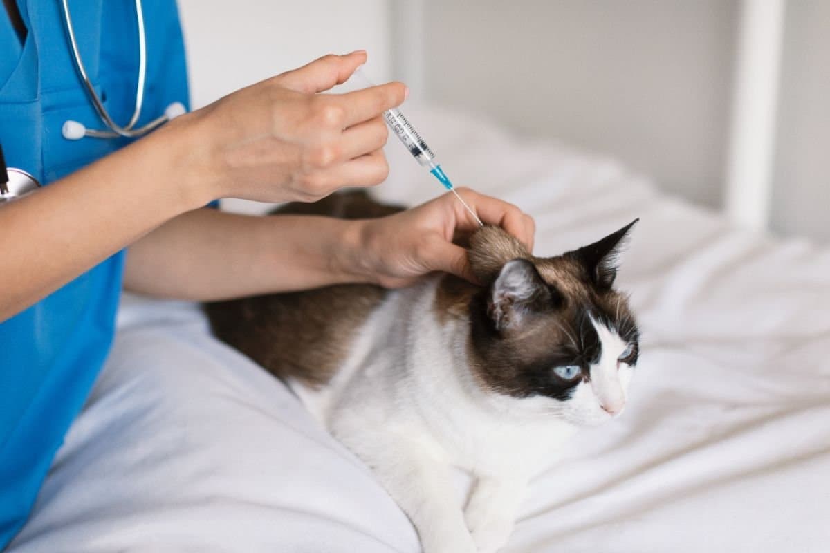 Vacinas para gatos: confira o calendário completo