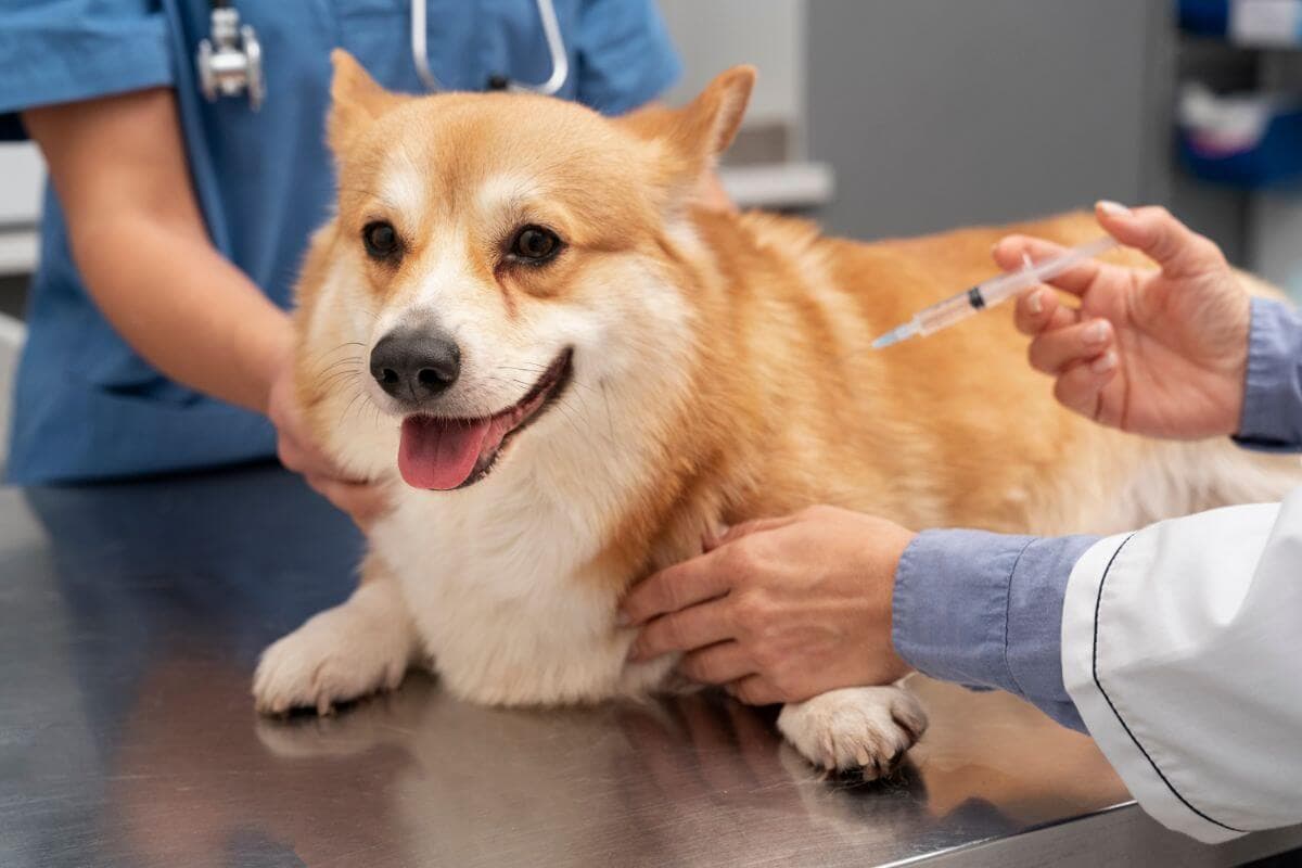 Vacinas para cachorro: quais meu pet deve tomar?