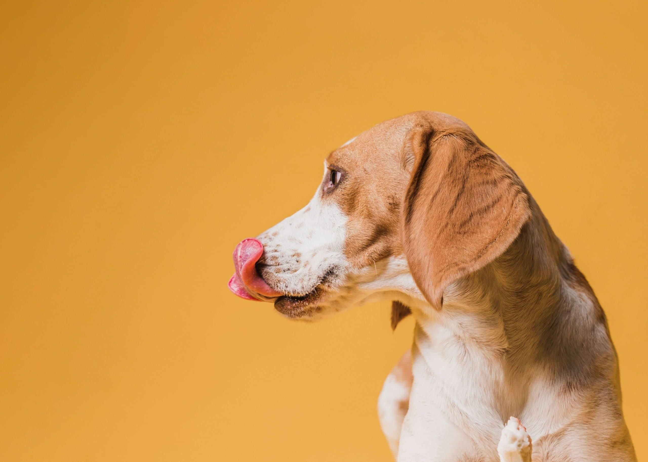 Cachorro comendo fezes? Confira aqui o que pode ser e como fazê-lo parar
