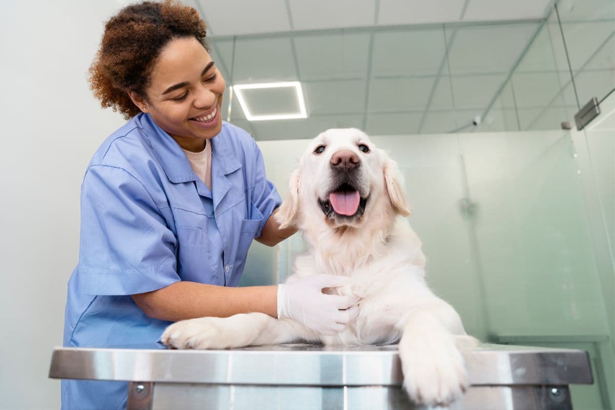 Castração de cães e gatos: o que você precisa saber