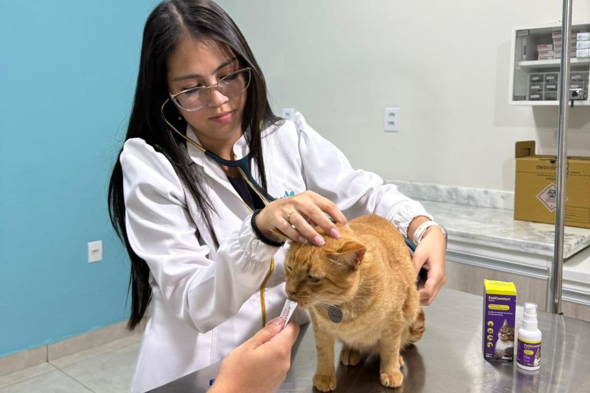 Consulta veterinária de rotina: por que fazer e o que é avaliado