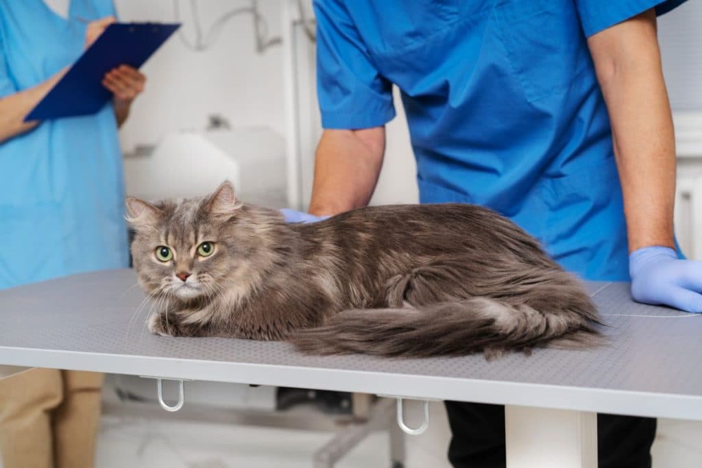 Levando seu gato ao veterinário