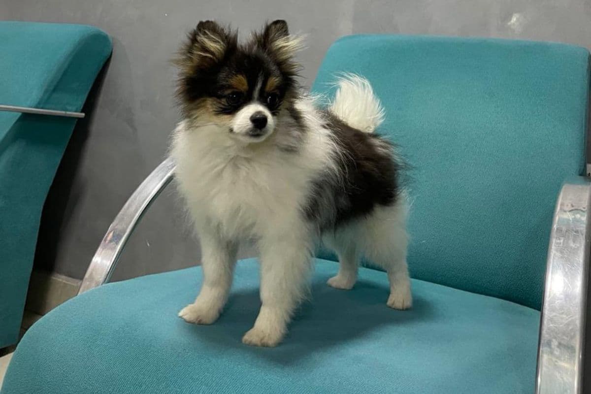 Queda de pelo em cachorro: por que acontece e o que fazer para resolver