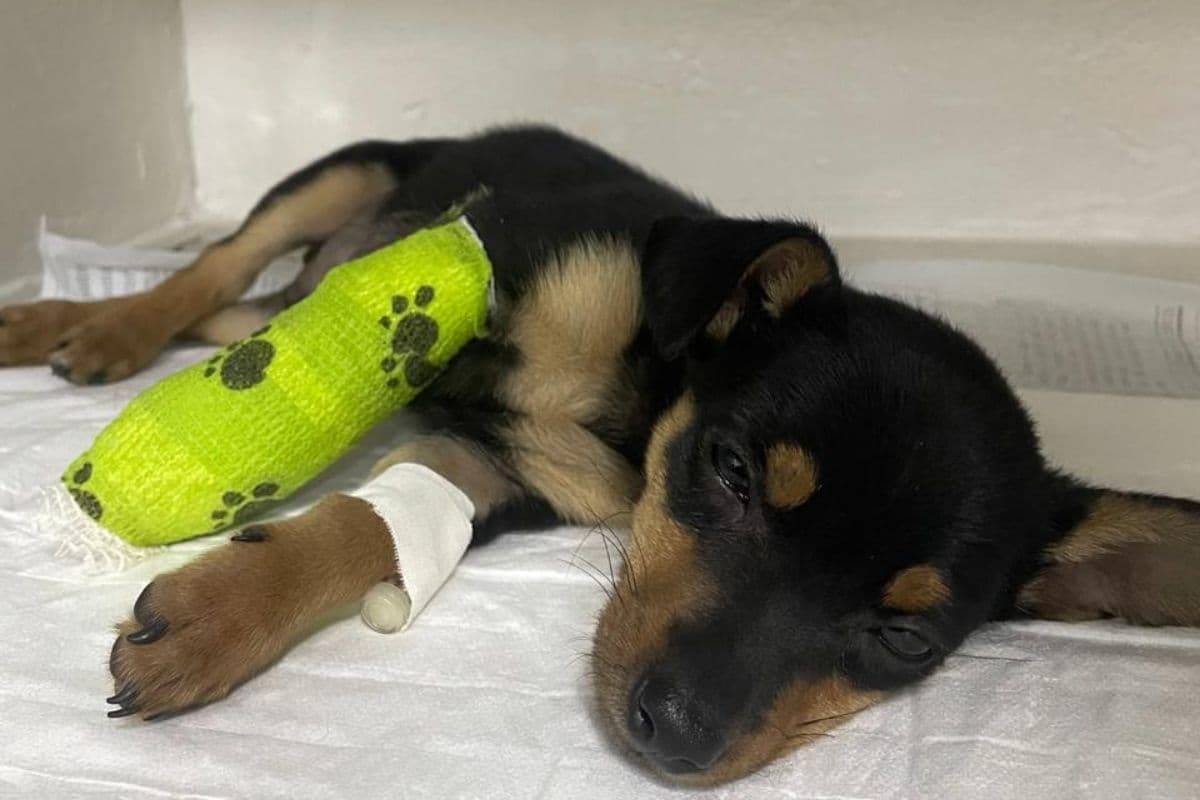 Sintomas de emergência em pets: saiba quando agir sem demora