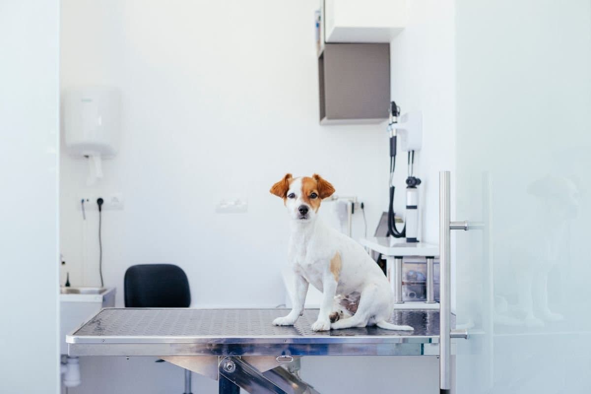 Atendimento Veterinário 24 horas em Poços de Caldas: quando procurar?