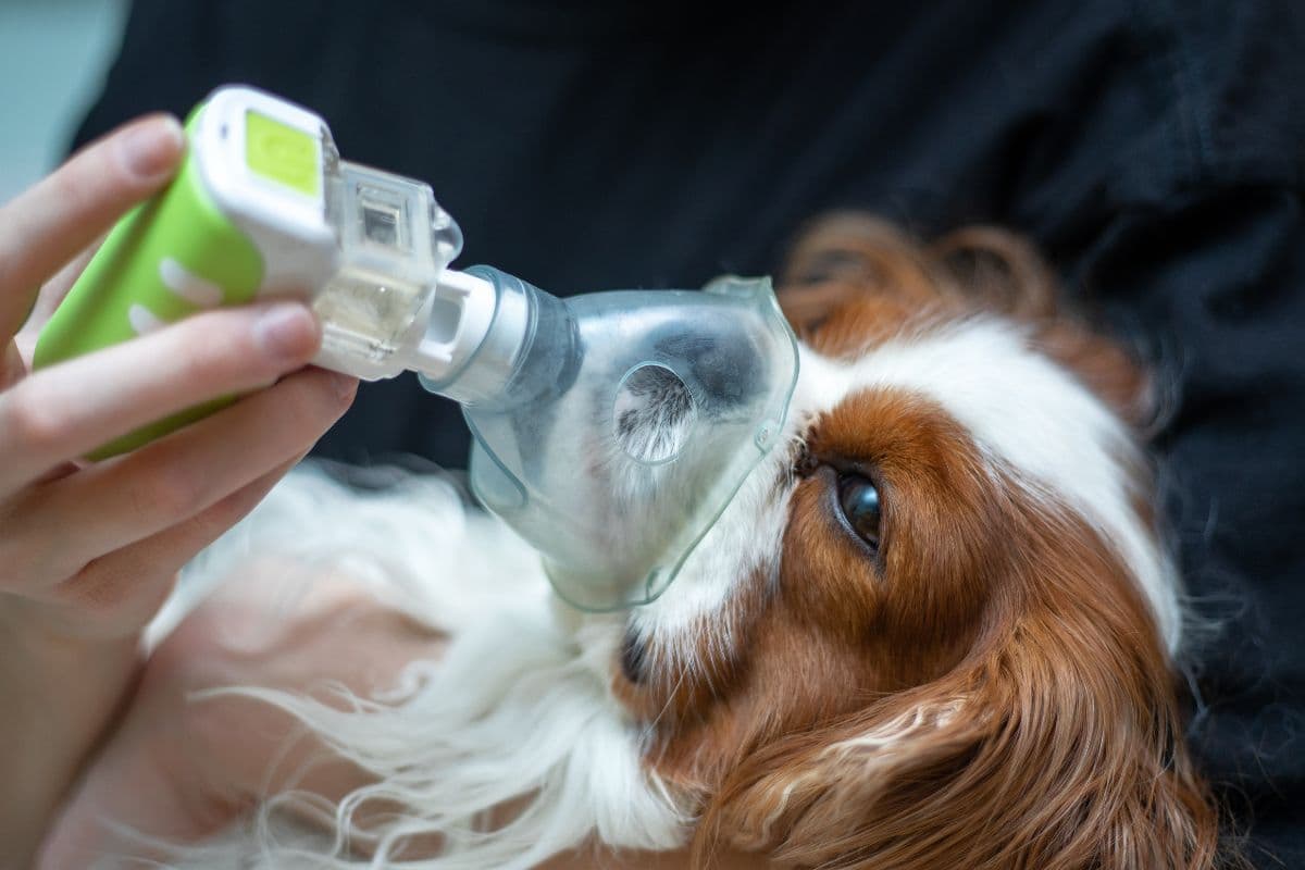Como prevenir e tratar doenças respiratórias em pets no outono