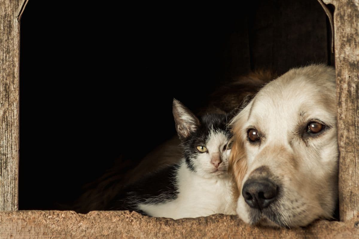 Como deve ser feita a vermifugação de cães e gatos?