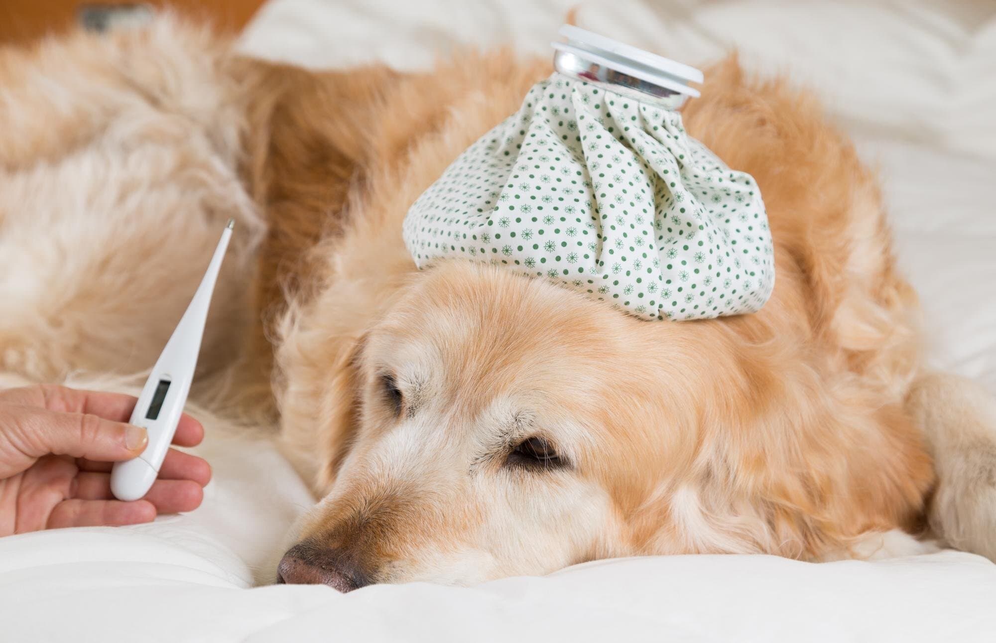 Gripe em cães e gatos: entenda os riscos e por que vacinar no inverno é essencial